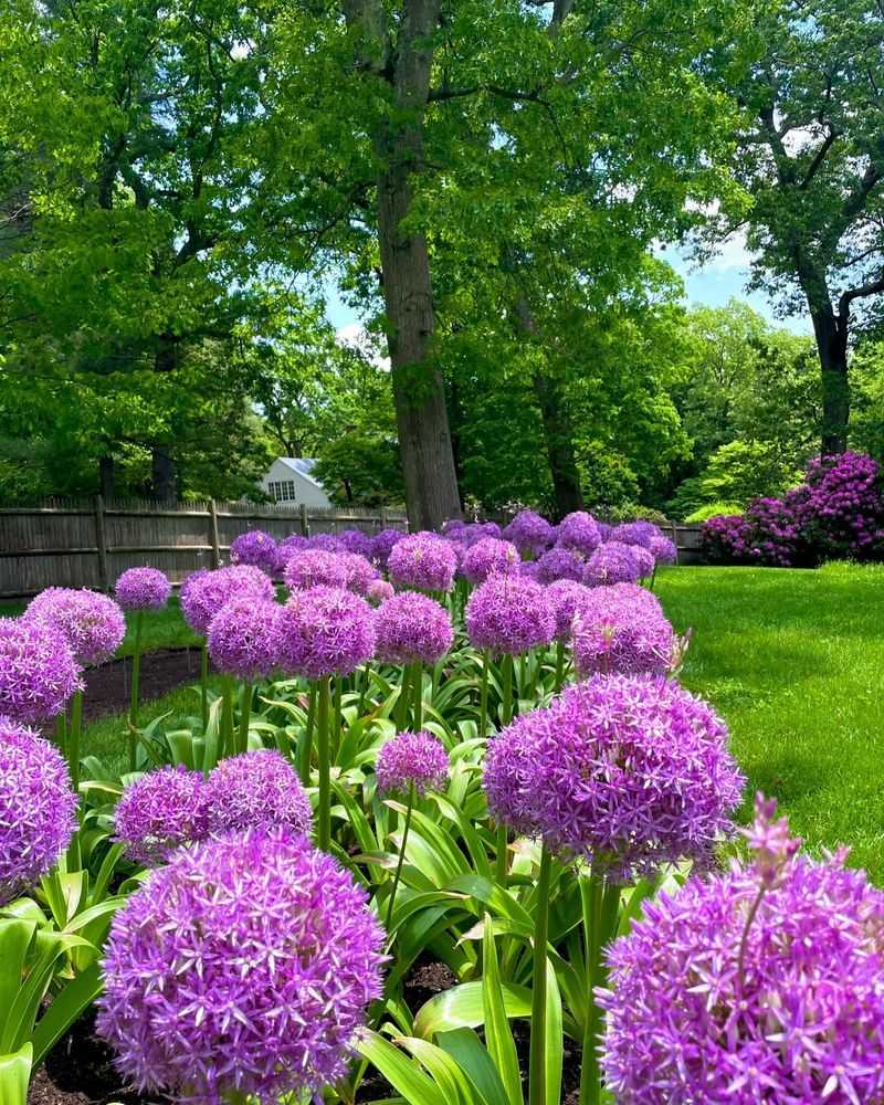 Alliums