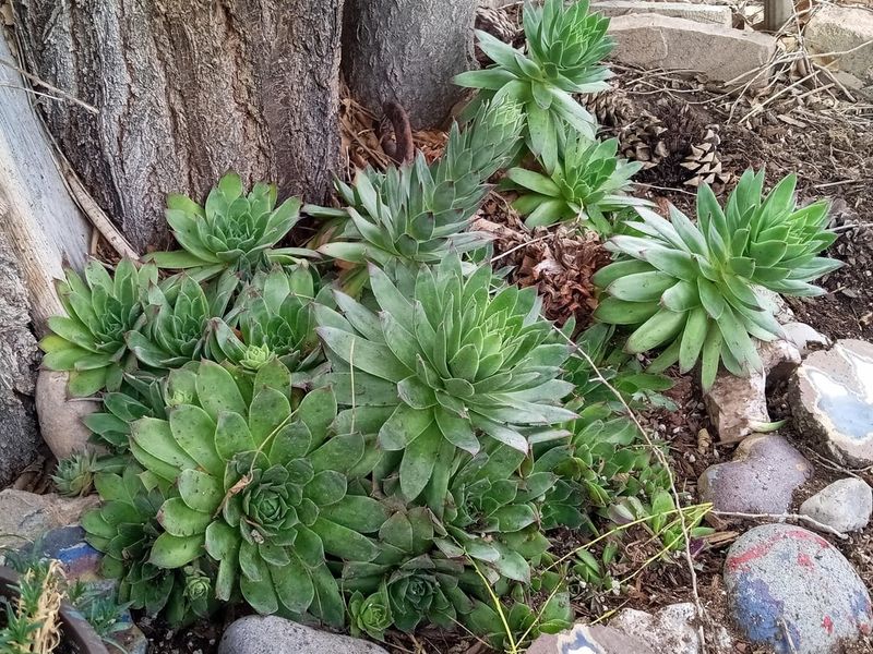 Hens And Chicks