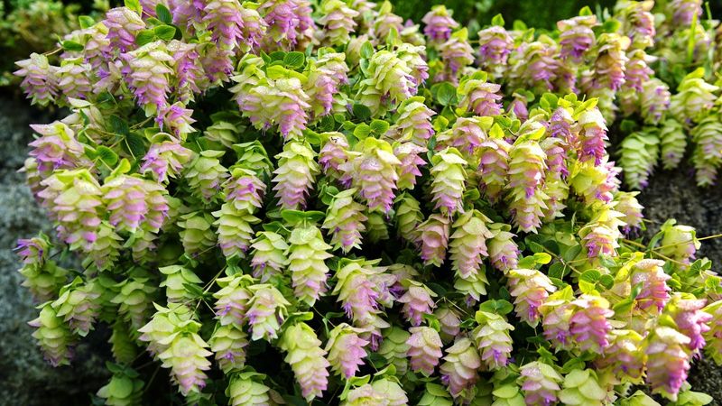 Ornamental Oregano