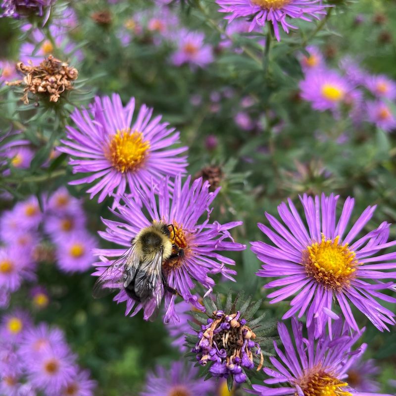 New England Aster