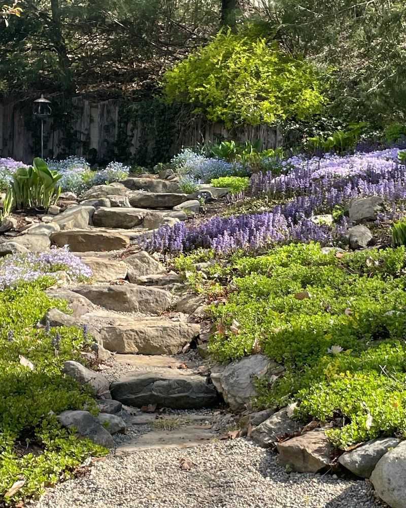 Creeping Phlox