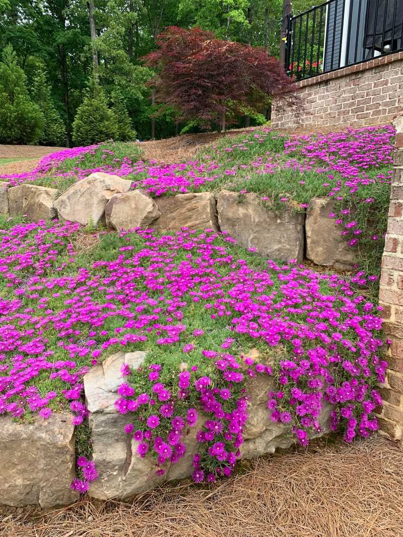 Ice Plant