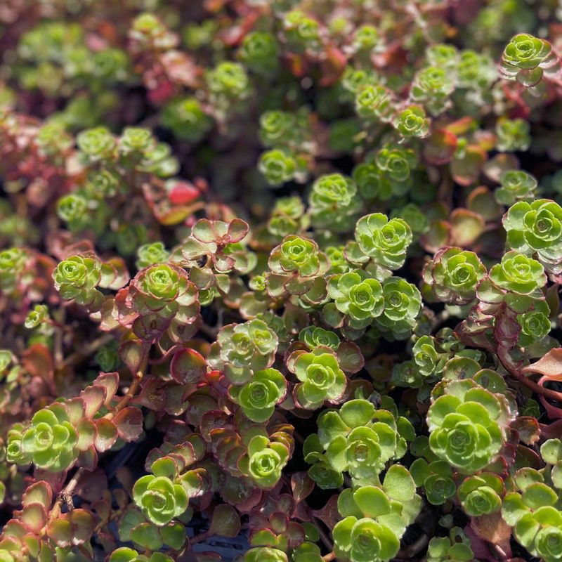 Sedum: The Drought-Defying Champion