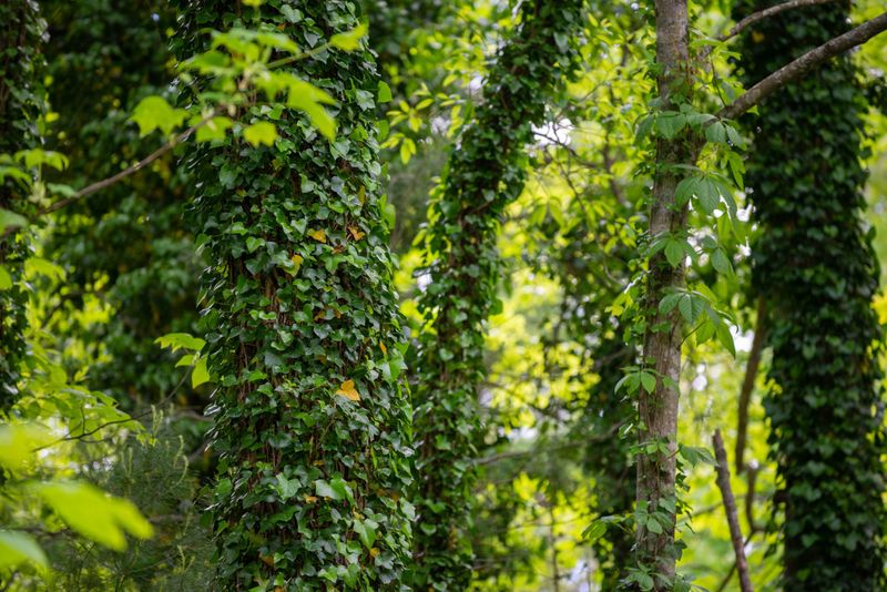 English Ivy: The Aggressive Climber