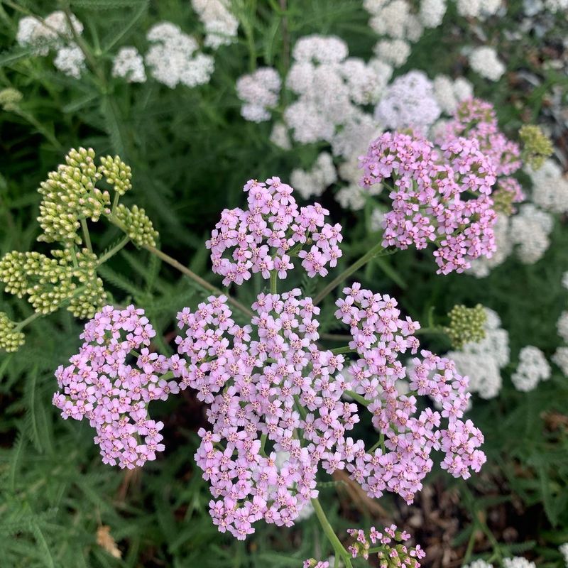 Valerian