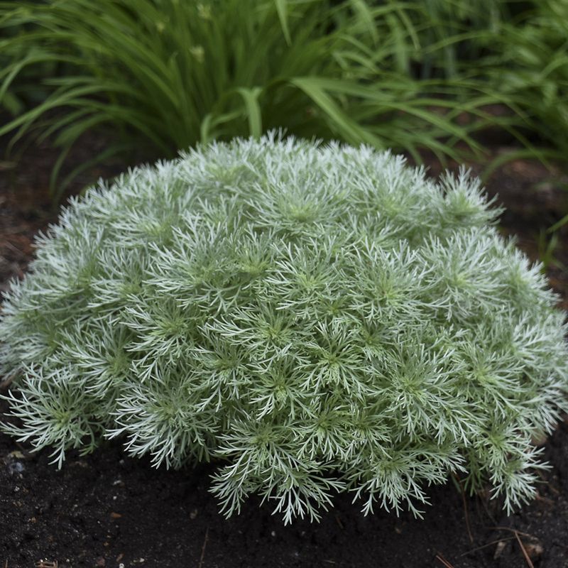 Artemisia 'Silver Mound'