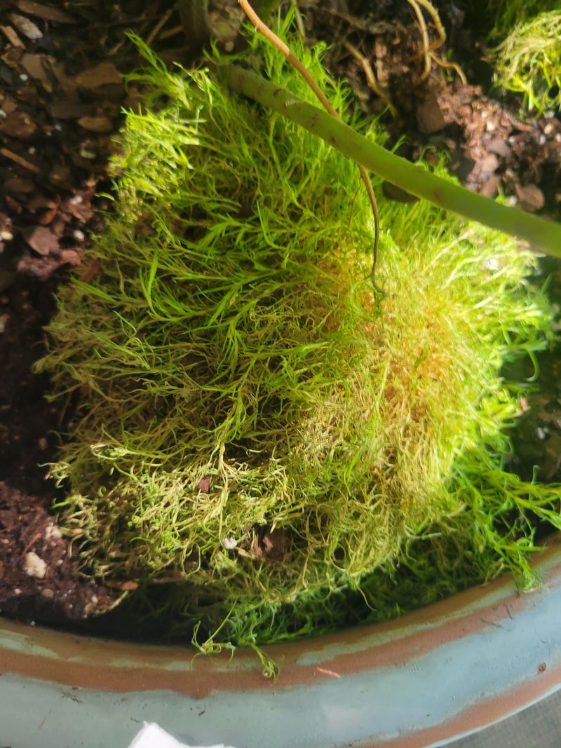 Irish Moss