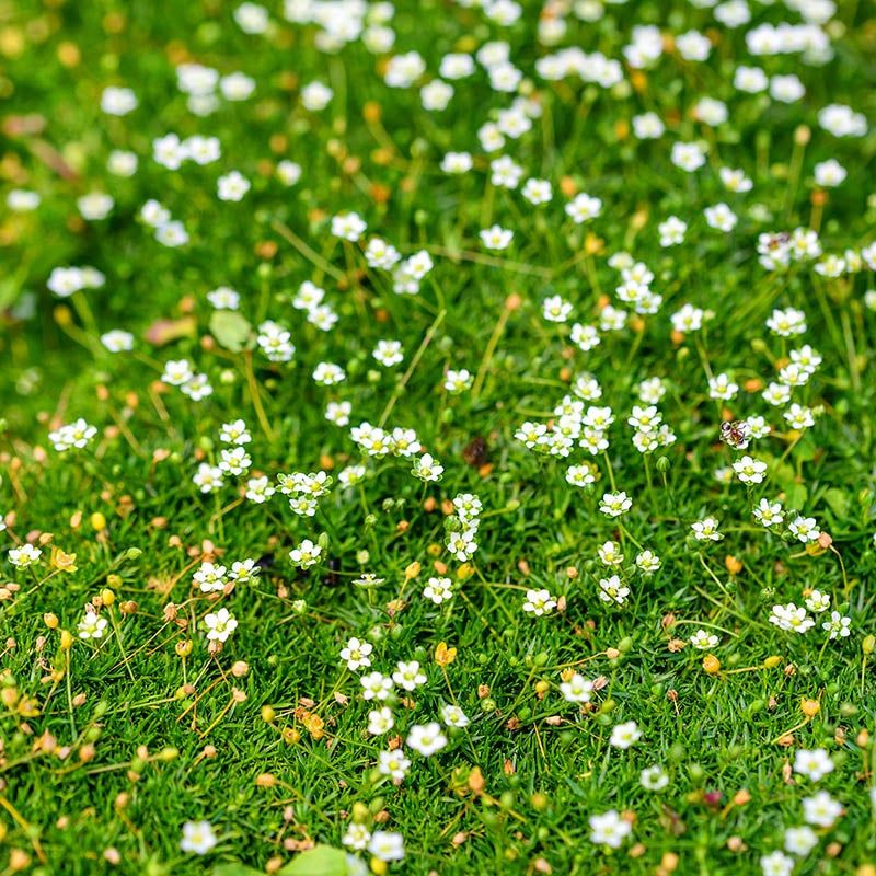 Irish Moss