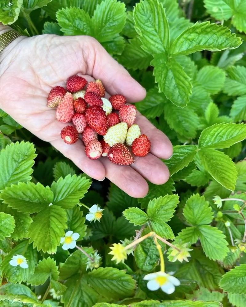 Strawberries