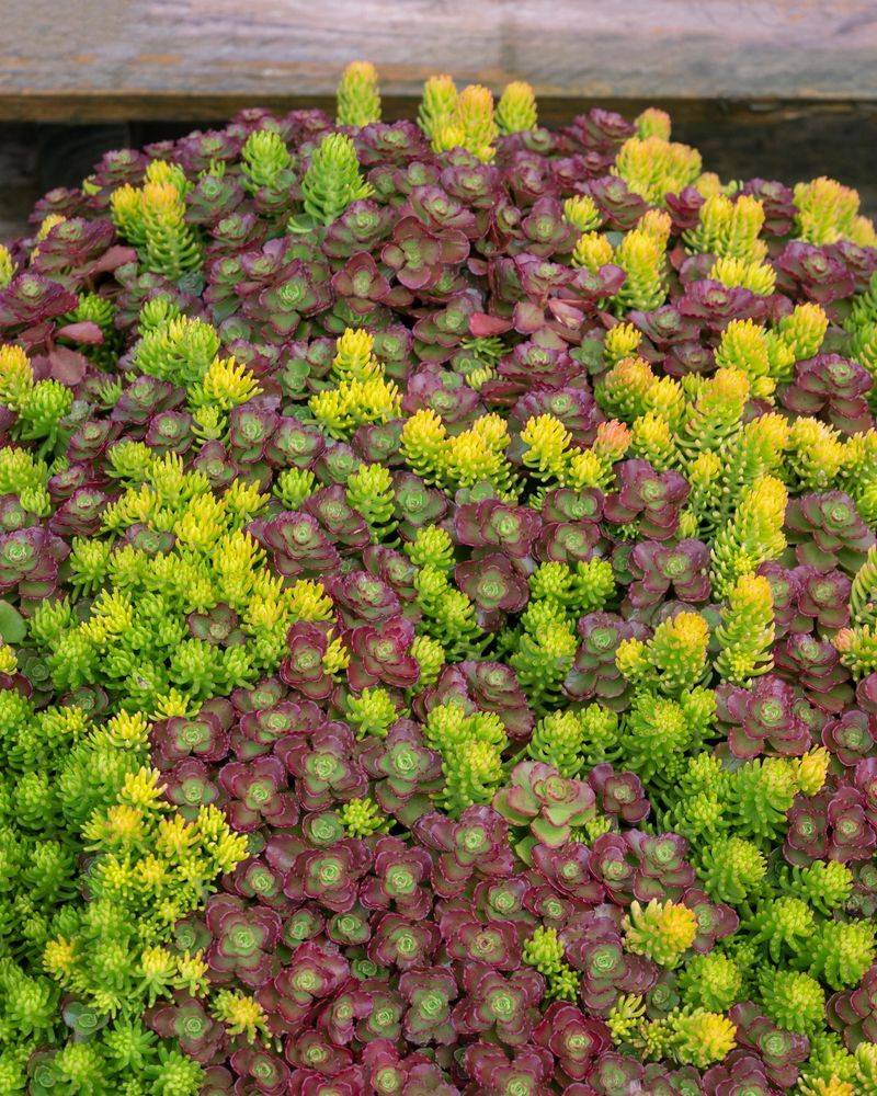 Sedum: The Drought-Defying Spreader