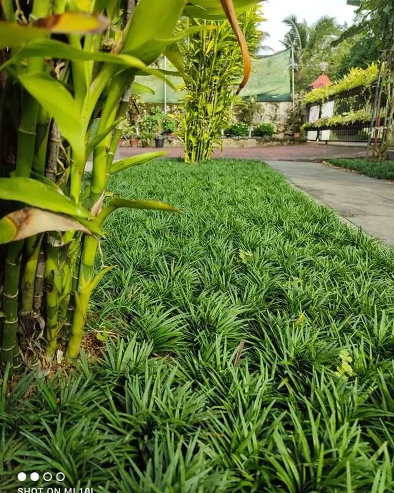 Dwarf Mondo Grass