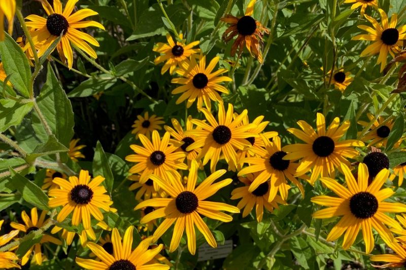 Black-Eyed Susans Benefit from Division