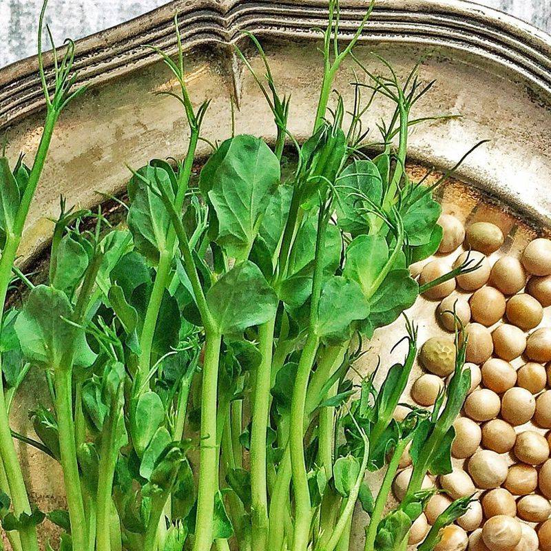 Pea Shoots