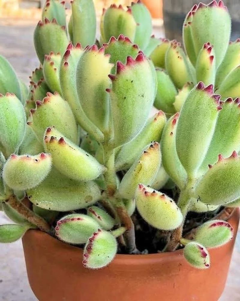 Variegated Bear Paw
