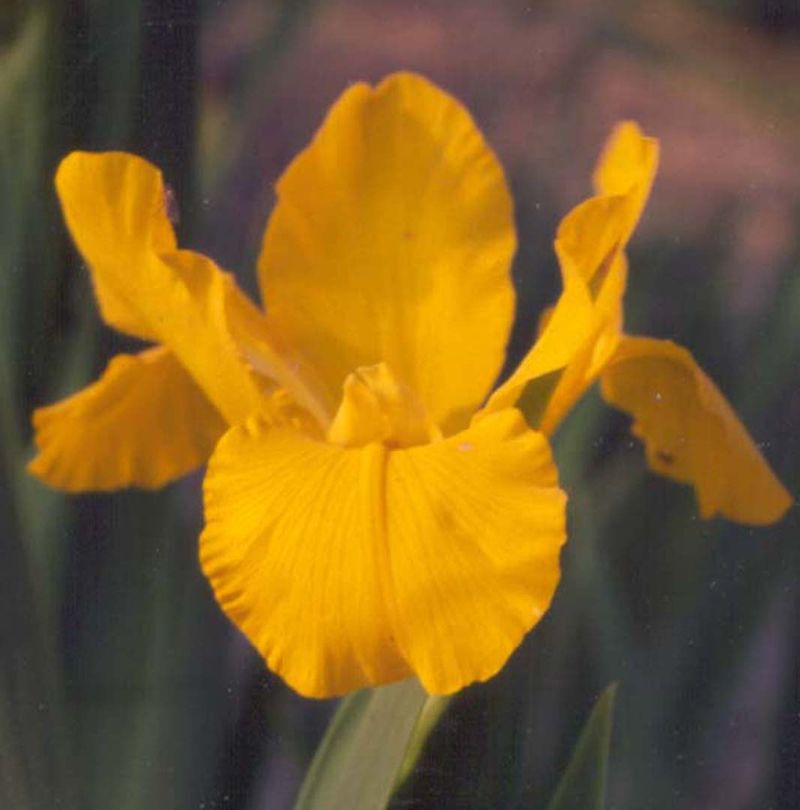 Spuria Iris 'Destination'