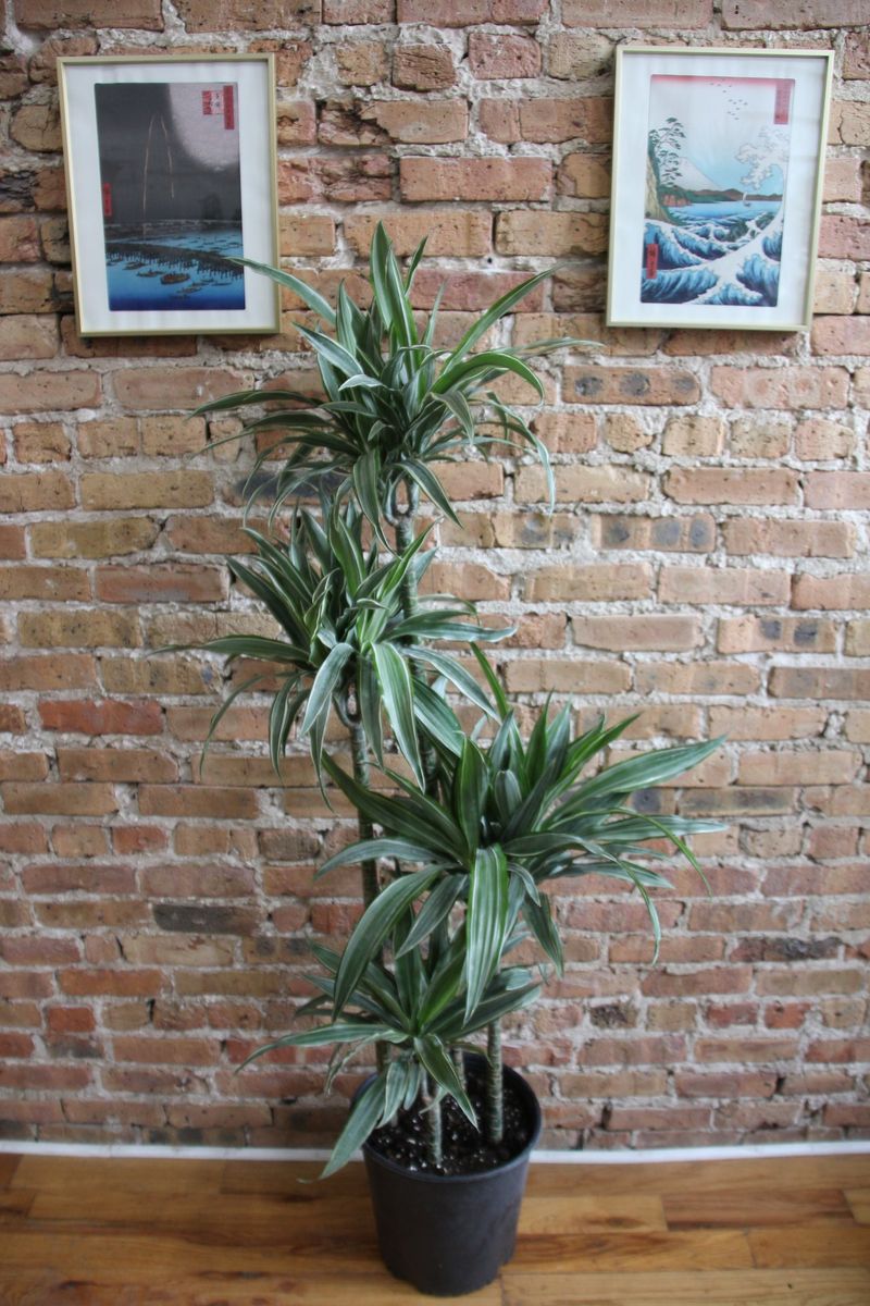 Dracaena 'Warneckii'