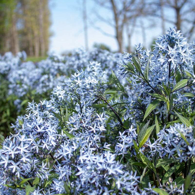 Amsonia