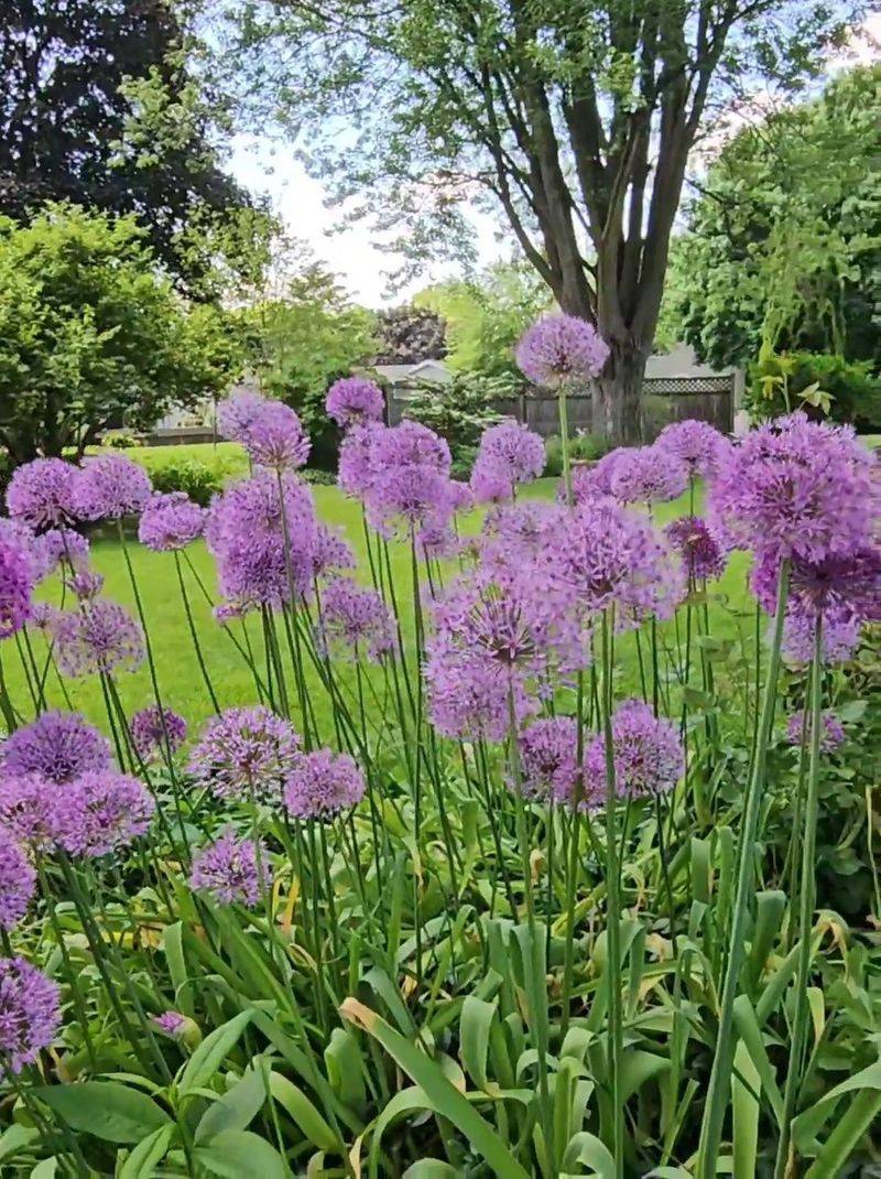 Alliums