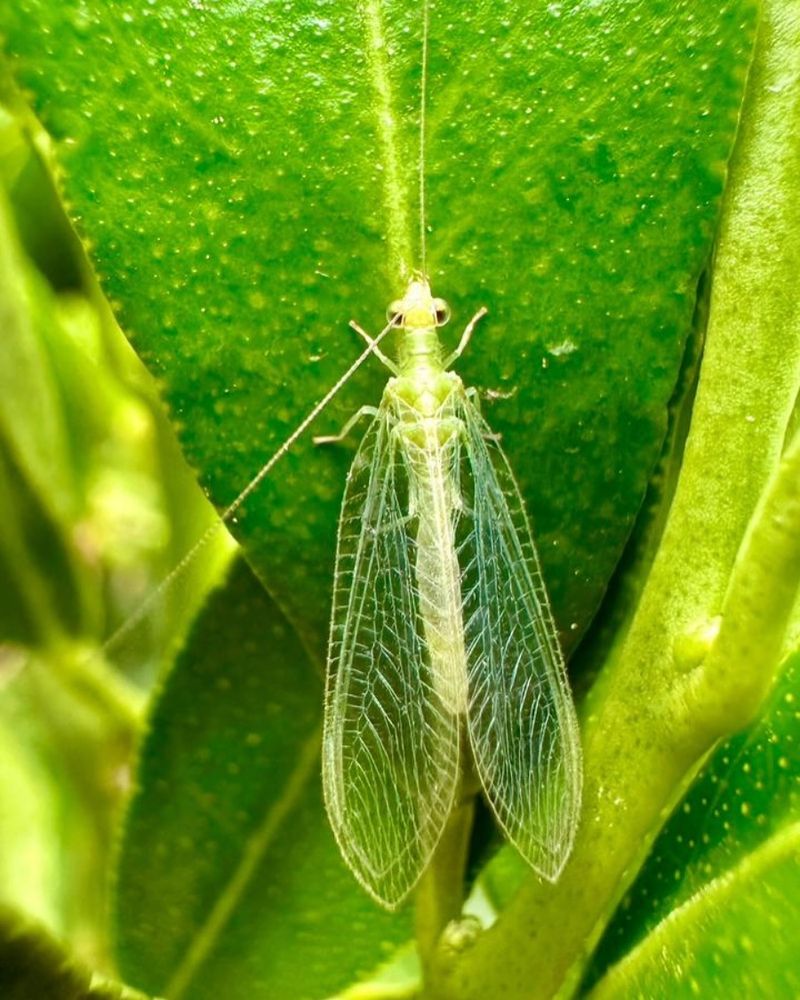Beneficial Insects