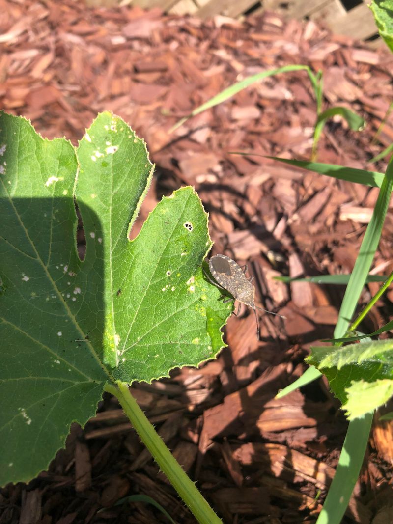 Bacterial Wilt Devastation