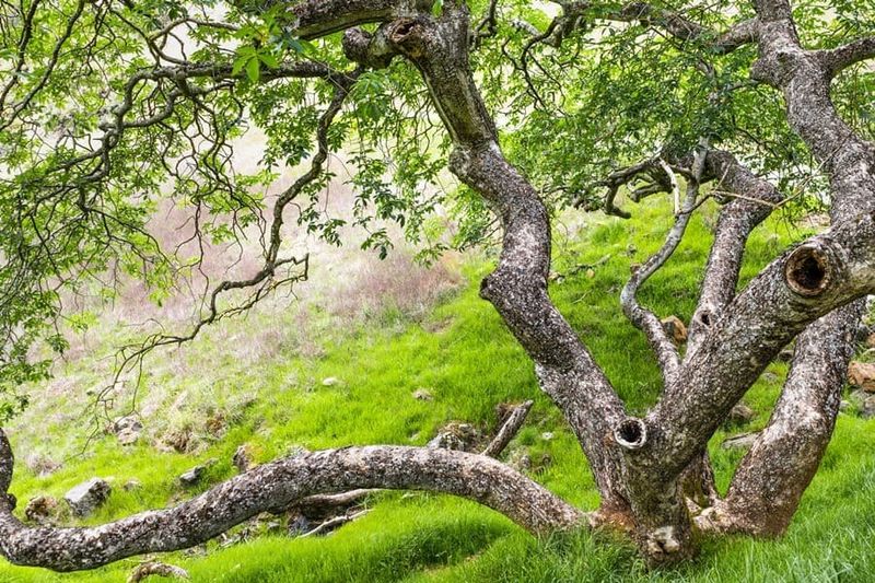 The Tree Is Clearly Dead