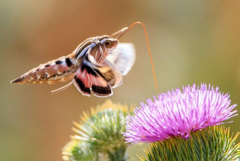 Sphinx Moth (Certain Species)