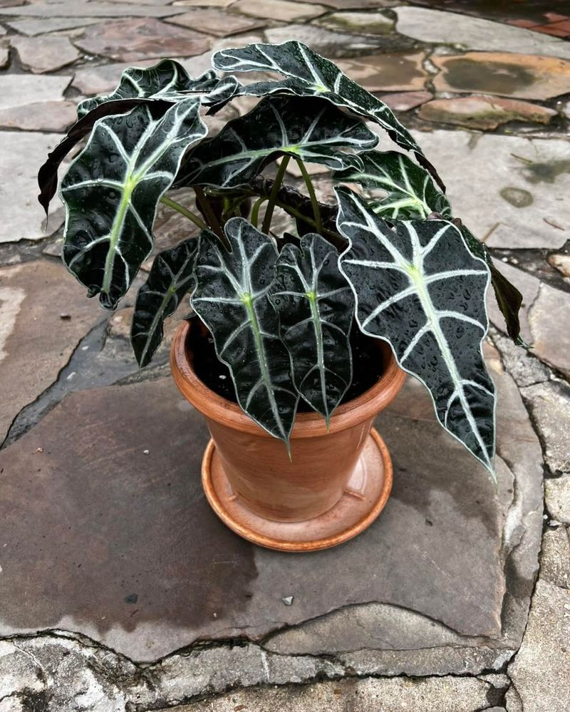 Alocasia Polly