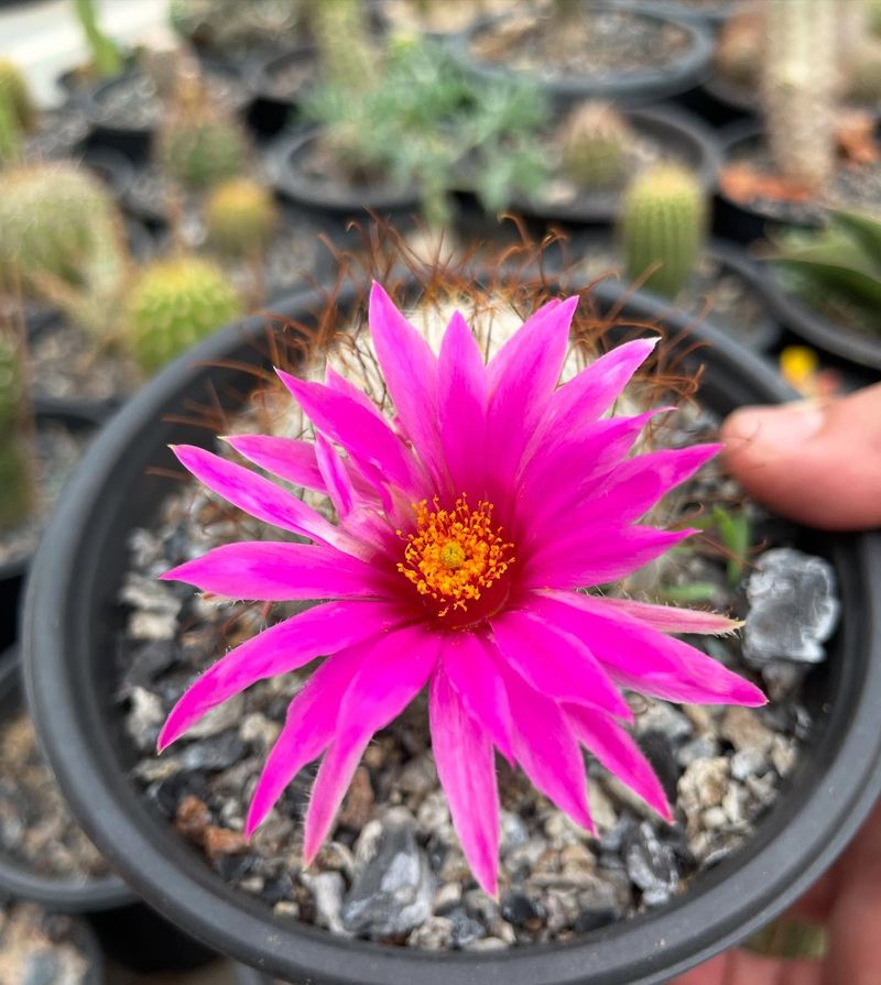Cactus