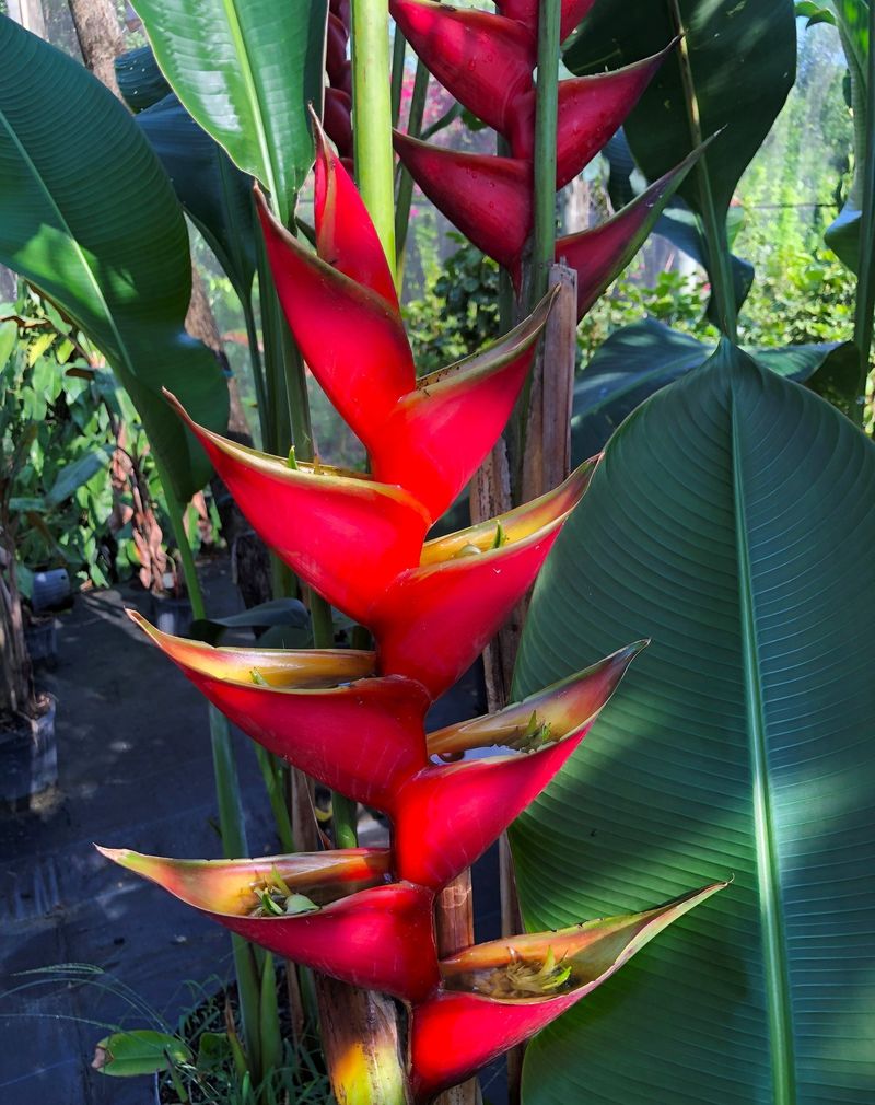 Heliconia