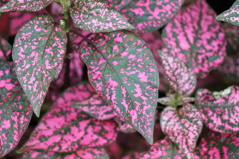 Polka Dot Plant (Hypoestes phyllostachya)