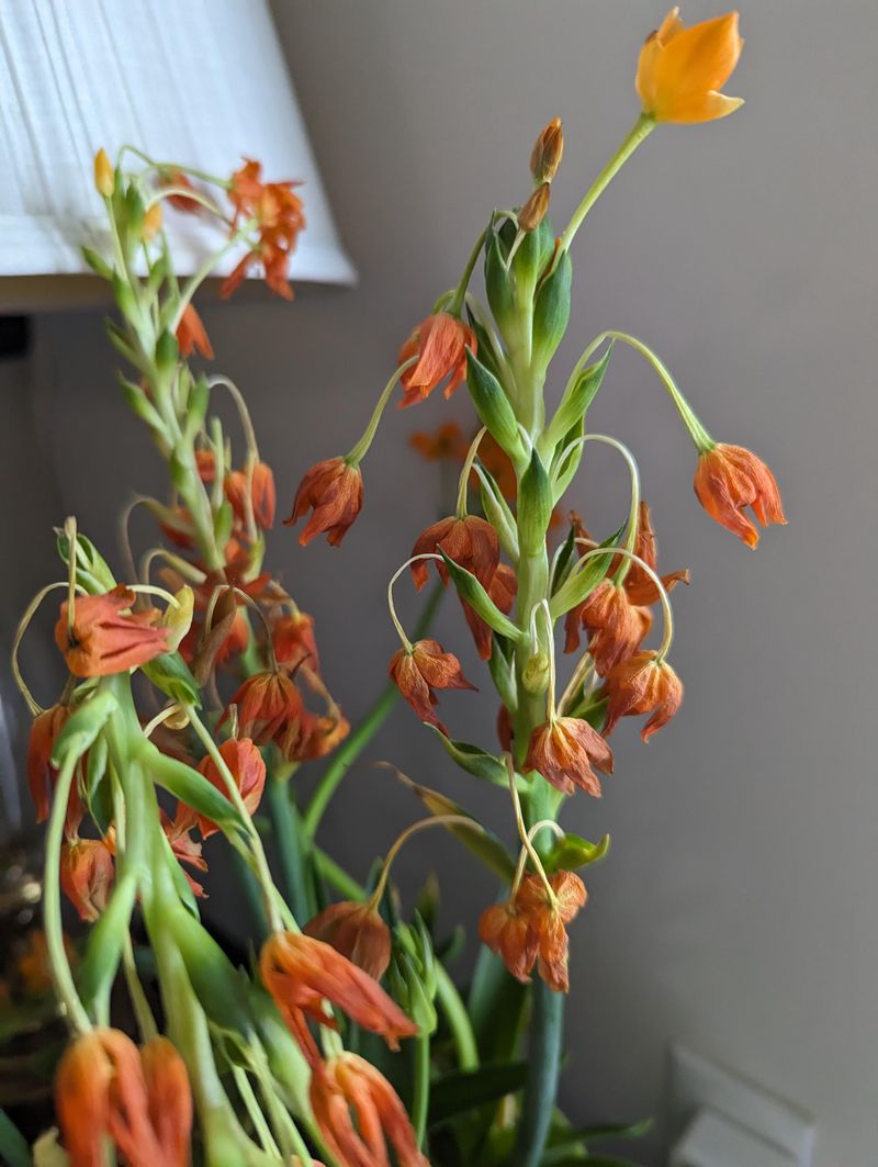 Orange Star Plant