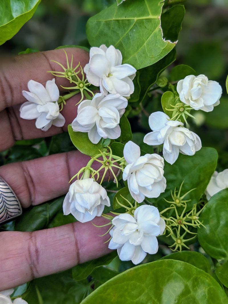 Arabian Jasmine: The Headache Inducer