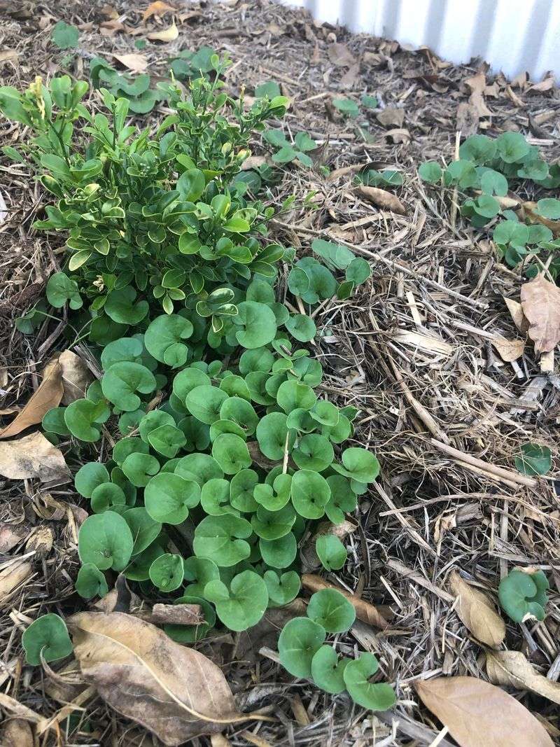 Weed-Infested Areas