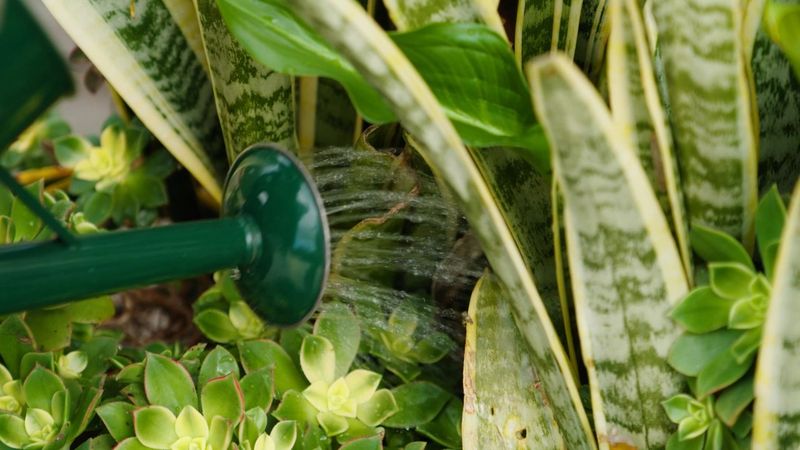 Watering From Above In The Evening