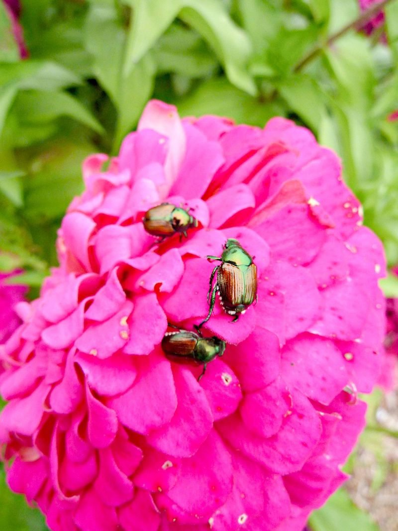 Pairing With Plants That Attract Japanese Beetles