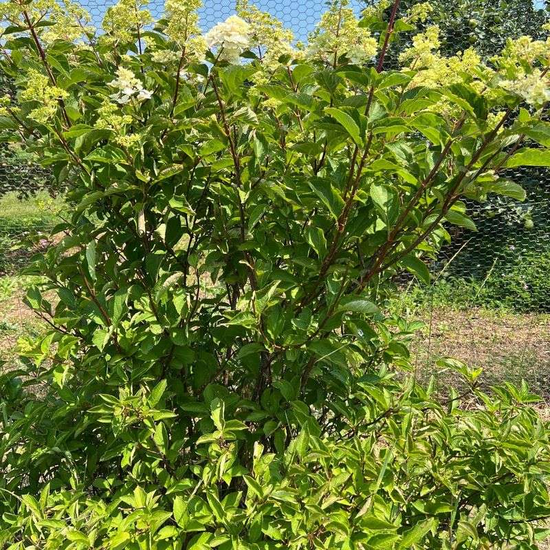 Letting weeds compete