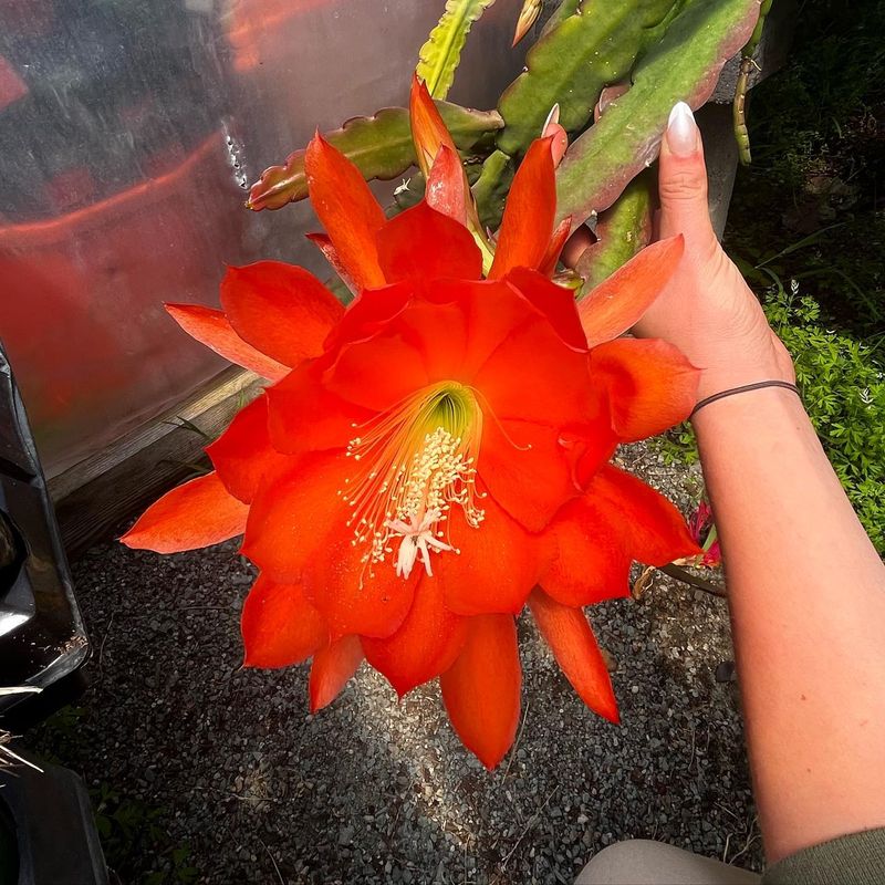 Orchid Cactus