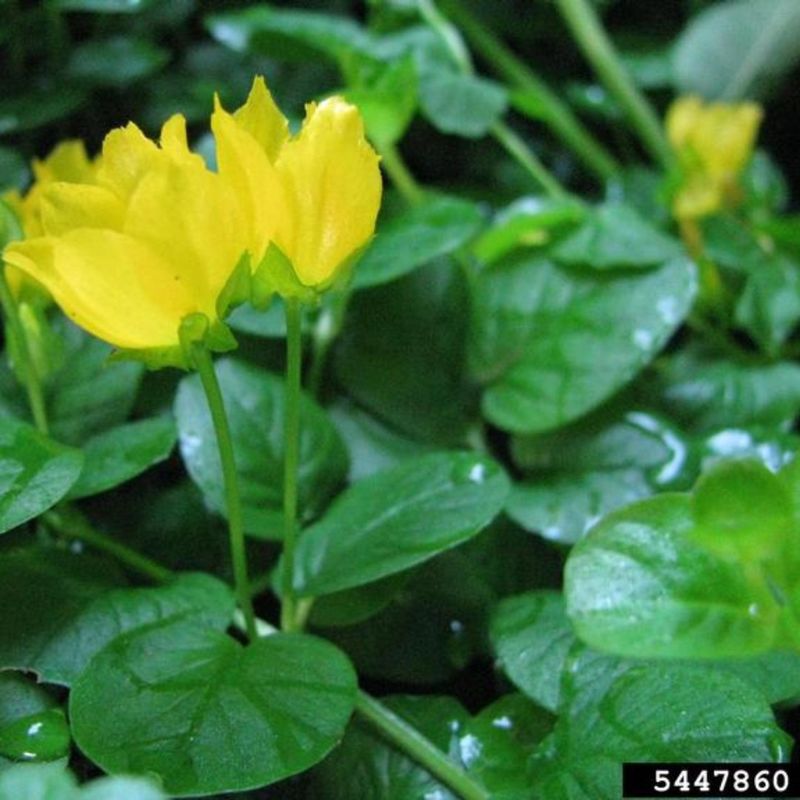 Creeping Jenny: The Golden Invader