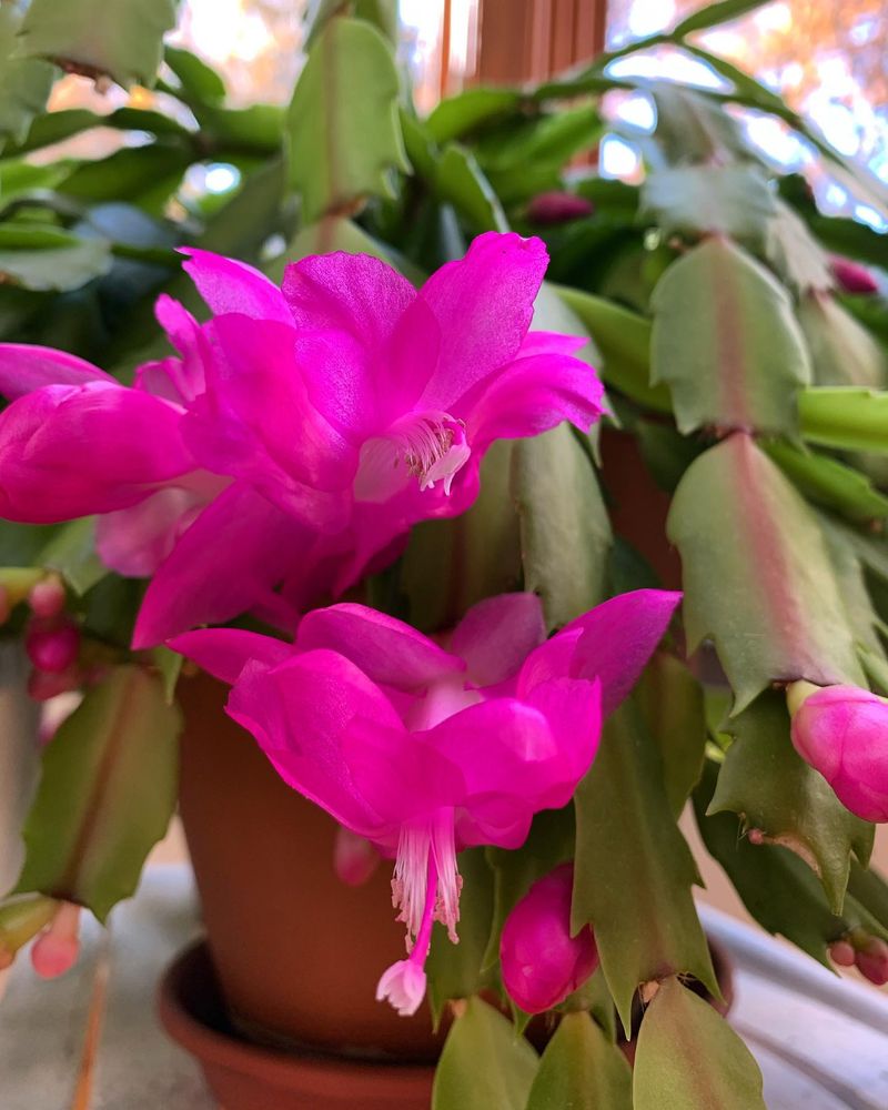 Christmas Cactus