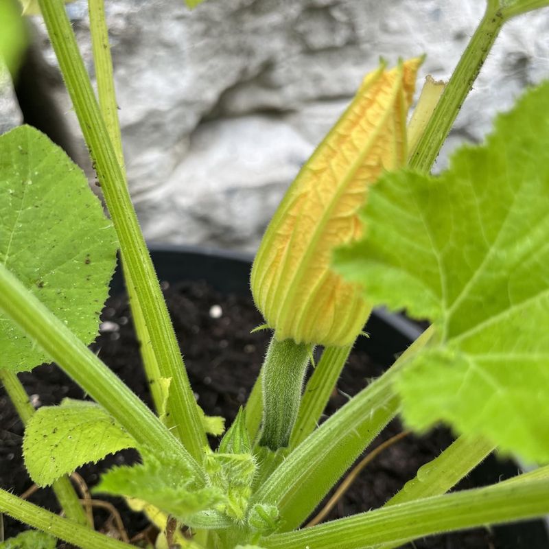 Pollination Problems