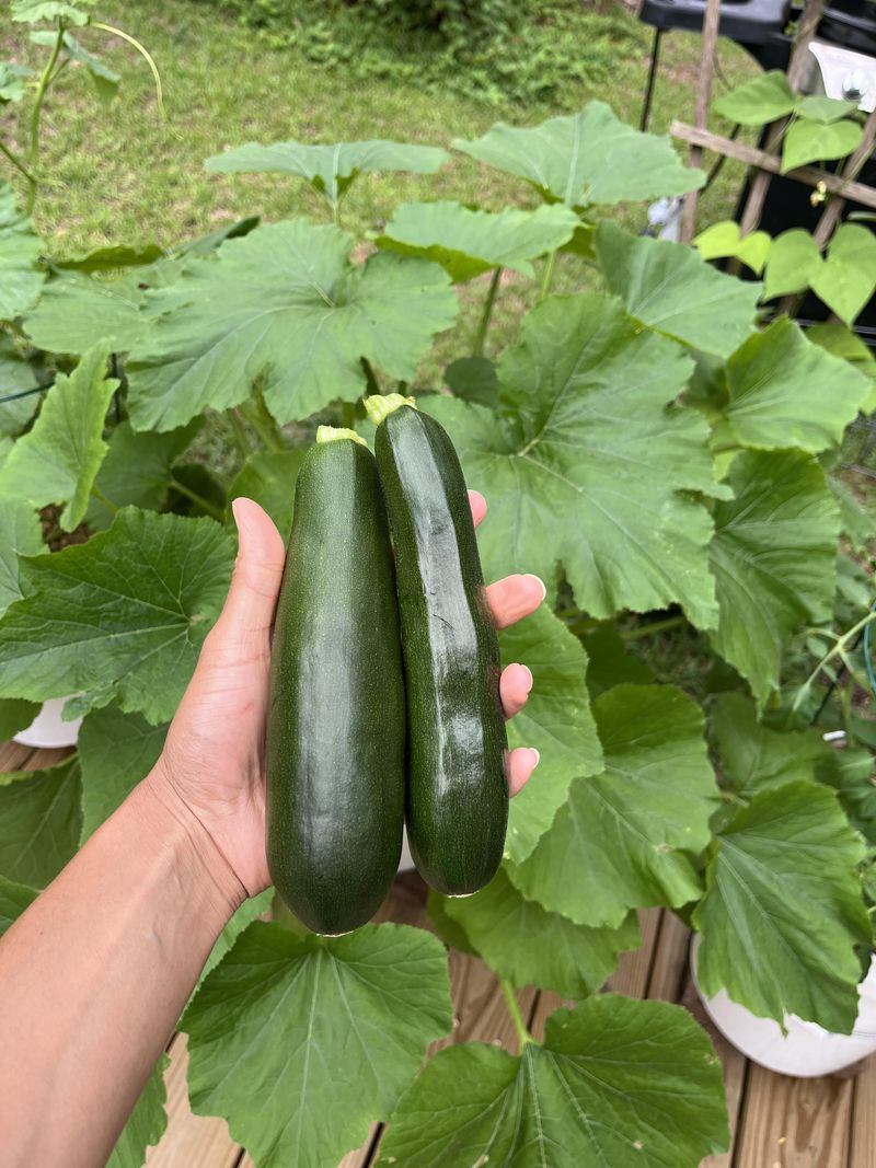 Zucchini Zaps Energy