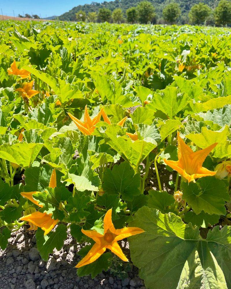 Pumpkins Create Rodent Hideouts