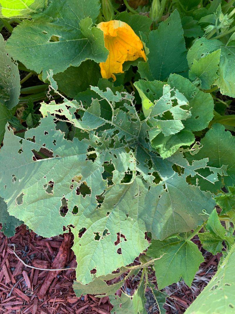Squash Bugs