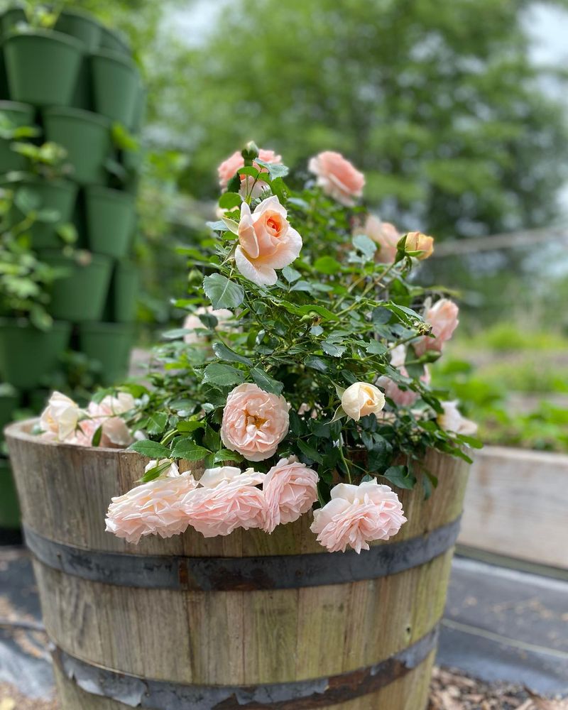 Roses
