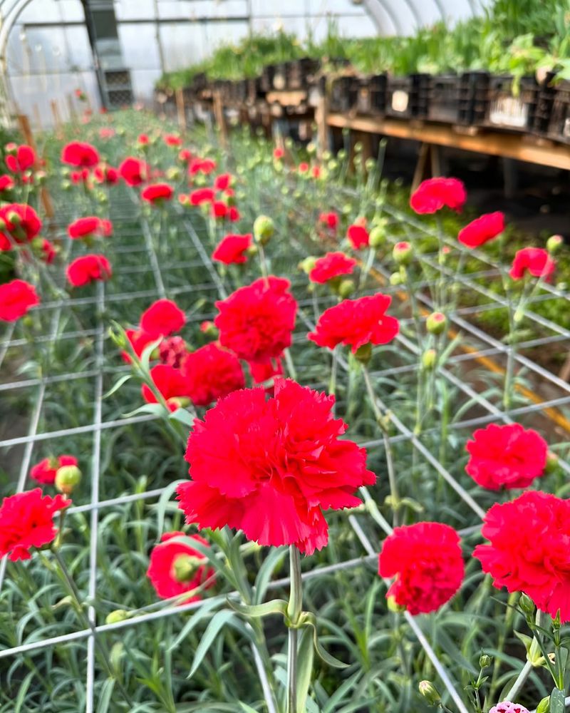 Carnations