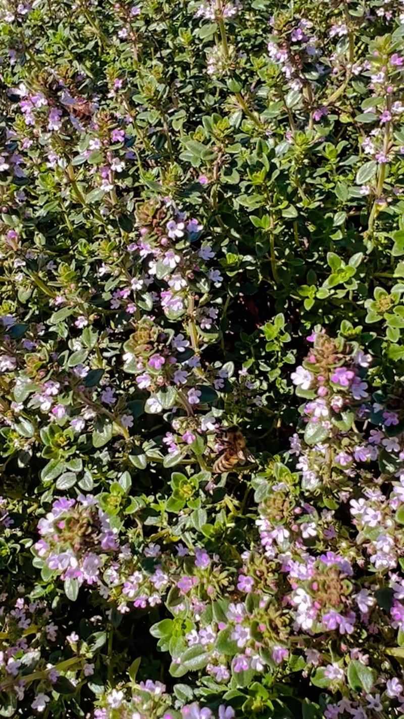 Thyme
