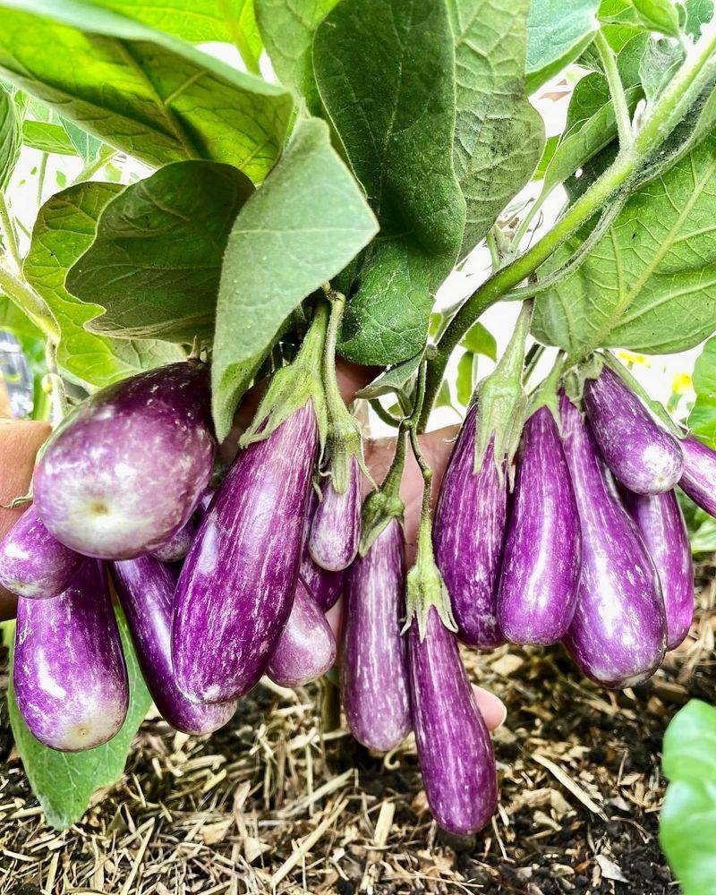 Eggplant