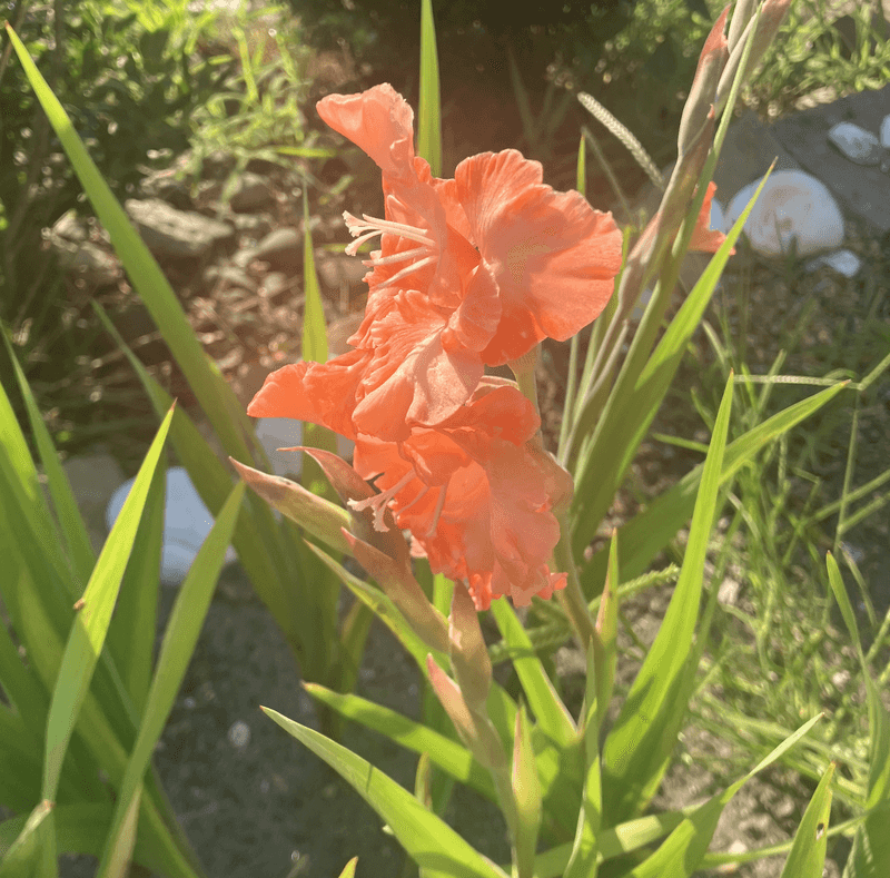 Gladiolus And Peas: Flower Power Problems
