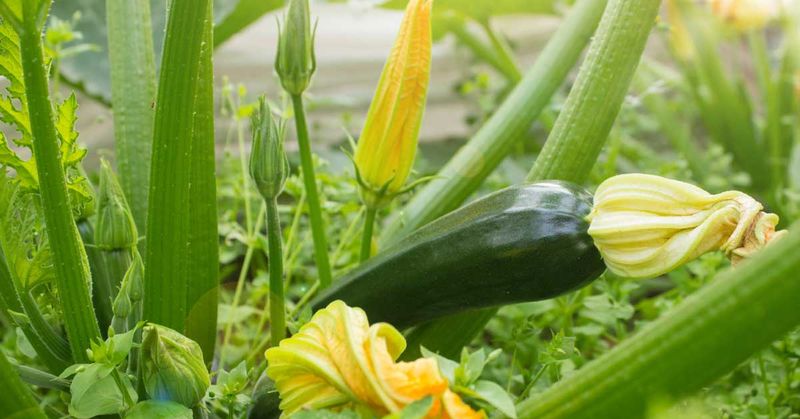 Zucchini: The Gift That Keeps Giving