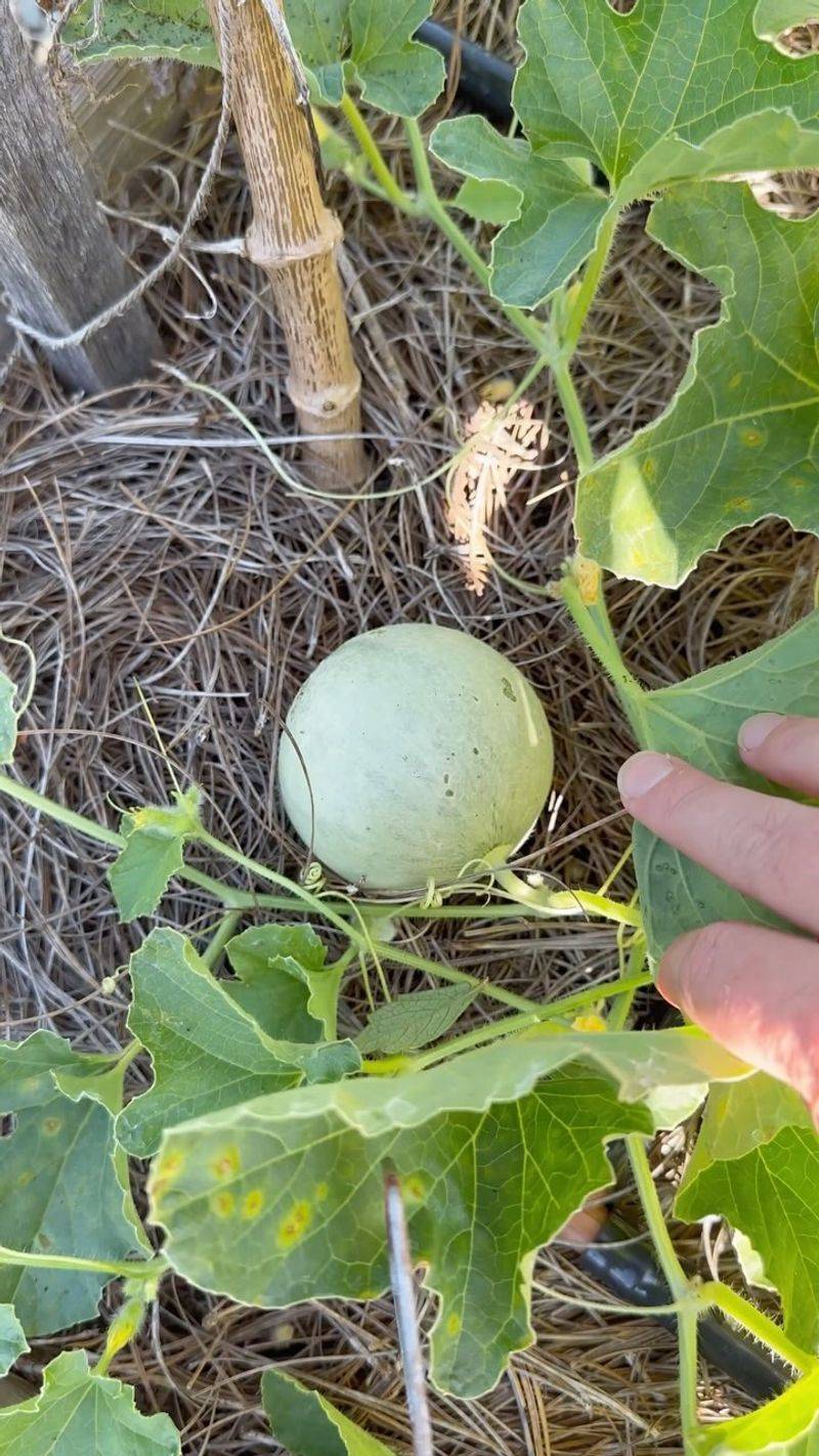Melons - Sweet Rewards
